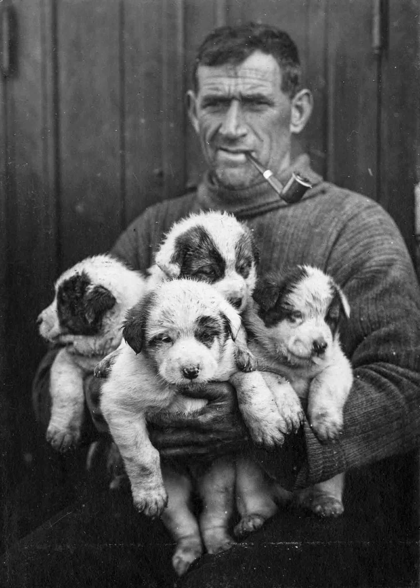 #17 Second Officer Tom Crean with sled dog puppies.
