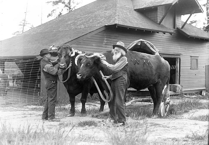 #40 Ezra Meeker with Oxen, Tacoma, the 1910s