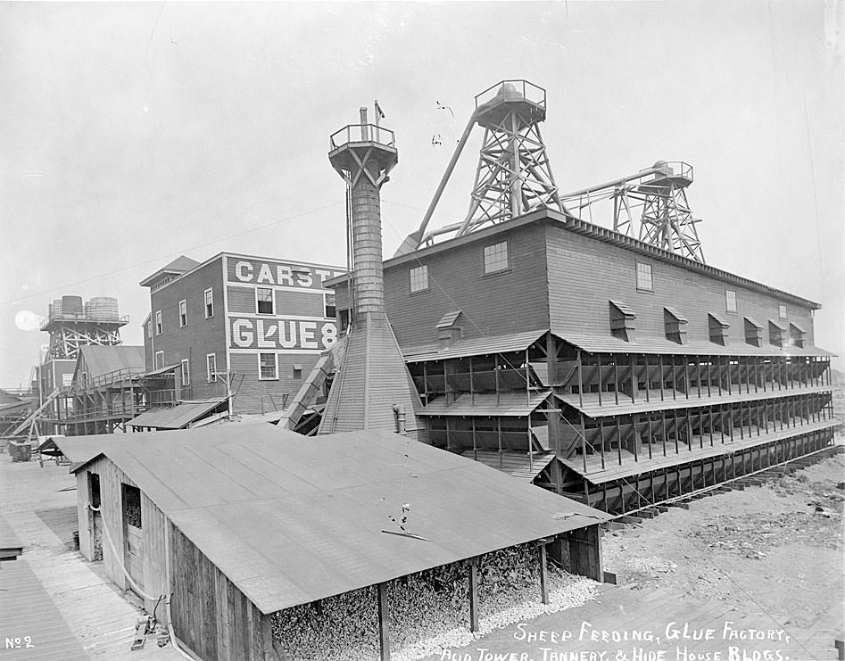 #125 Sheep feeding, a glue factory, acid tower, tannery & hide house buildings, Carstens Packing Co. Tacoma, 1909