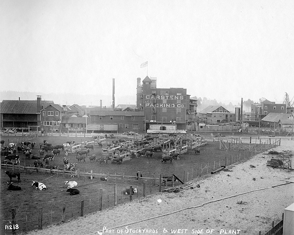 #137 Part of stockyards & west side of the plant, Carstens Packing Co., Tacoma, 1909