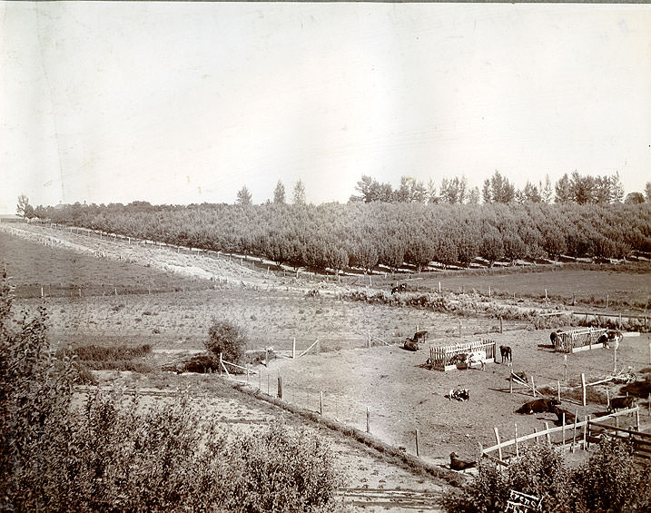 #29 A Fruit Ranch Near Tacoma, 1906
