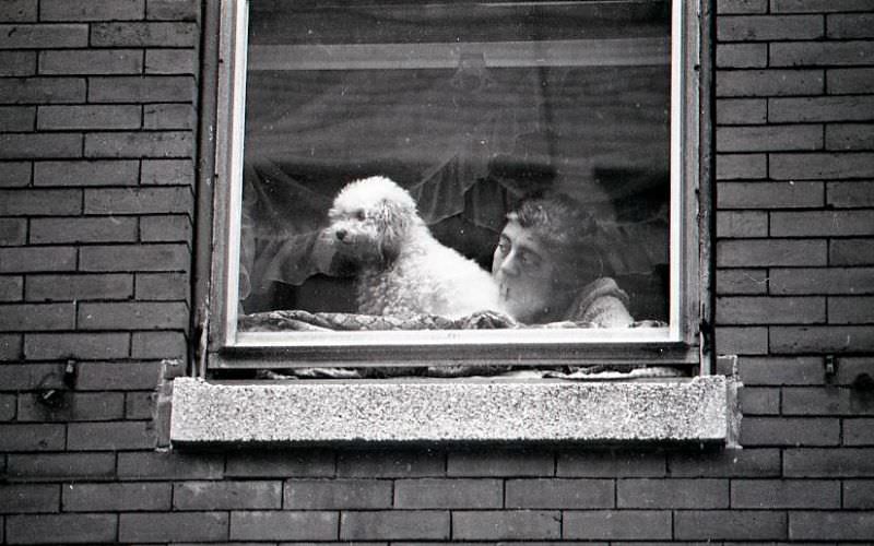 #23 Woman and dog watch North End Christmas Parade from window
