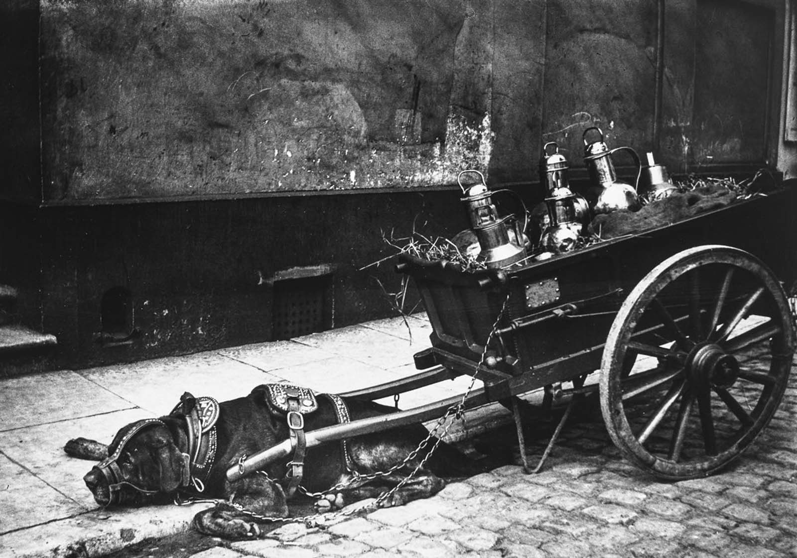 #27 A cart dog takes a rest.
