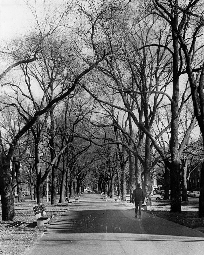 #109 A pedestrian walks through the Commonwealth Avenue Mall in Boston, 1965.