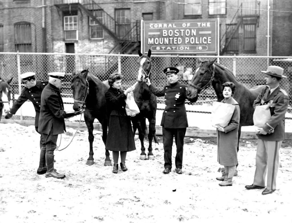 #59 Members of the MSPCA visit Boston Police horses at Station 16 on Dec. 18, 1960.