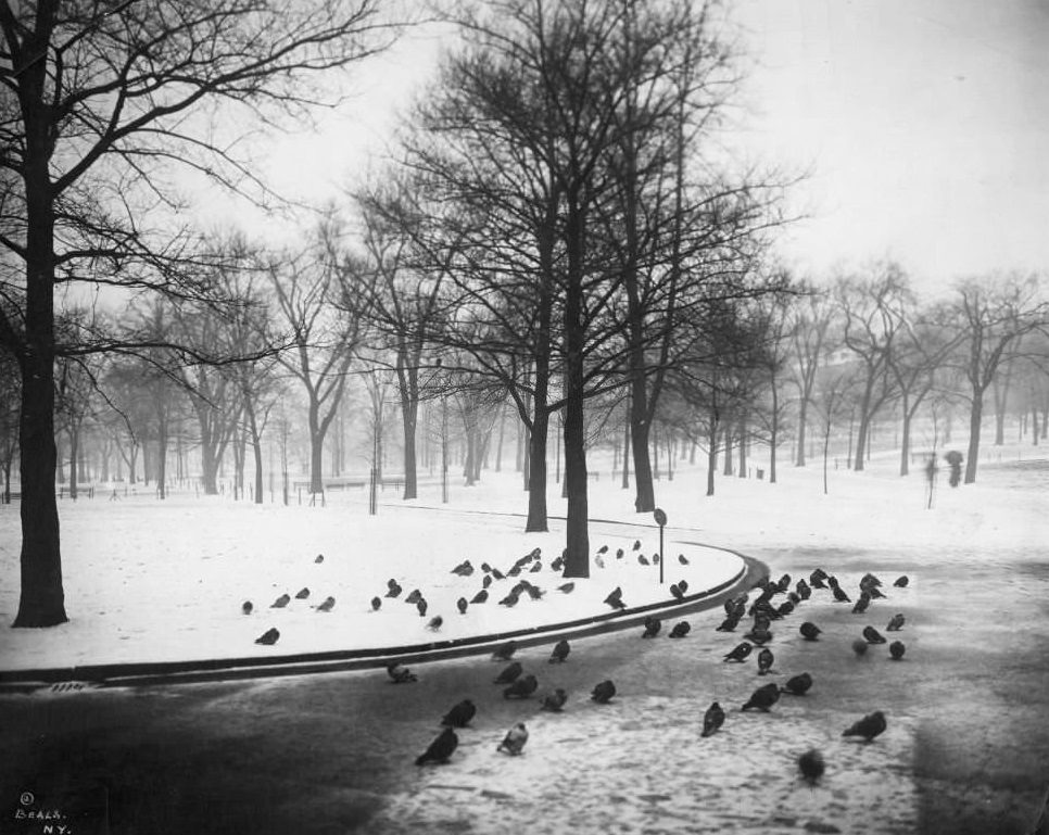#101 Winter scene of Boston Common with snow on ground, many pigeons on ground, Boston, Massachusetts, 1906.