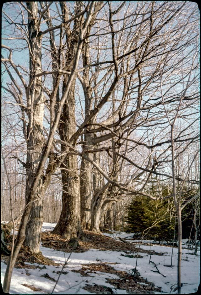 #13 A line of trees between an abandoned road and an abandoned homestead in the Chenango County high country, 1962