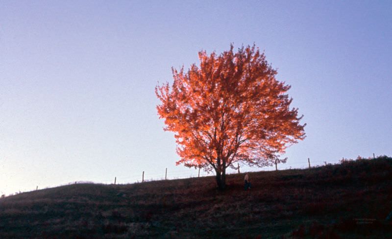 #33 Young maple in autumn sunset on a ridgetop near Thompson Creek, Chenango County, New York, October 1963