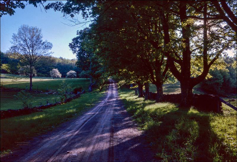 #8 Near Steer Pond in Chenango County, New York, spring 1961