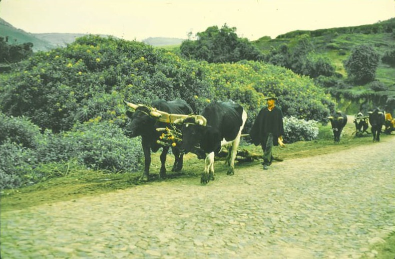 #18 Ecuador. Oxen pulling wood on Pan Am Highway just above Tulcan, 1959