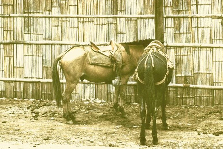 #4 Ecuador. Pasaje old saddles, 1959