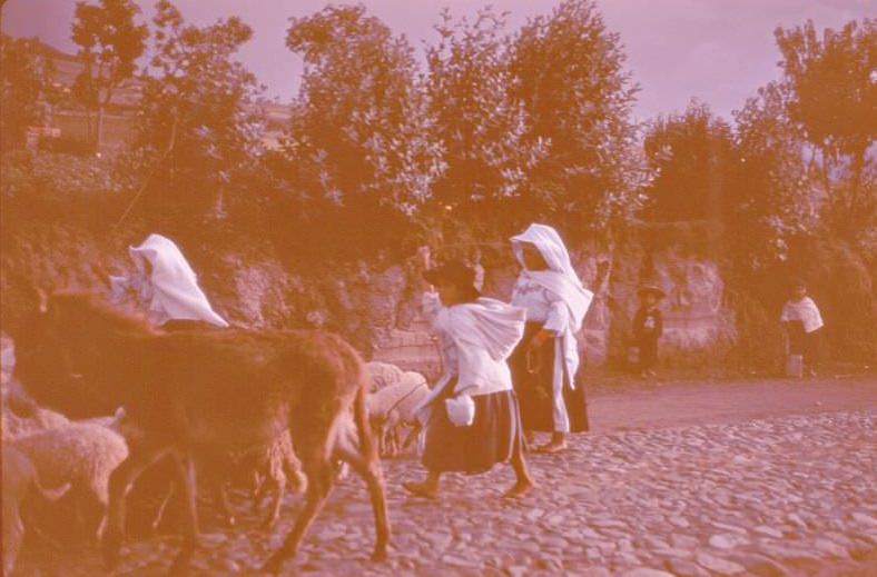 #15 Ecuador. Ibarra sheep girls. Donkey used as “leader” of flock, 1959