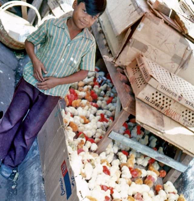 #28 Selling baby chicks at the market, Sonsonate, 1977