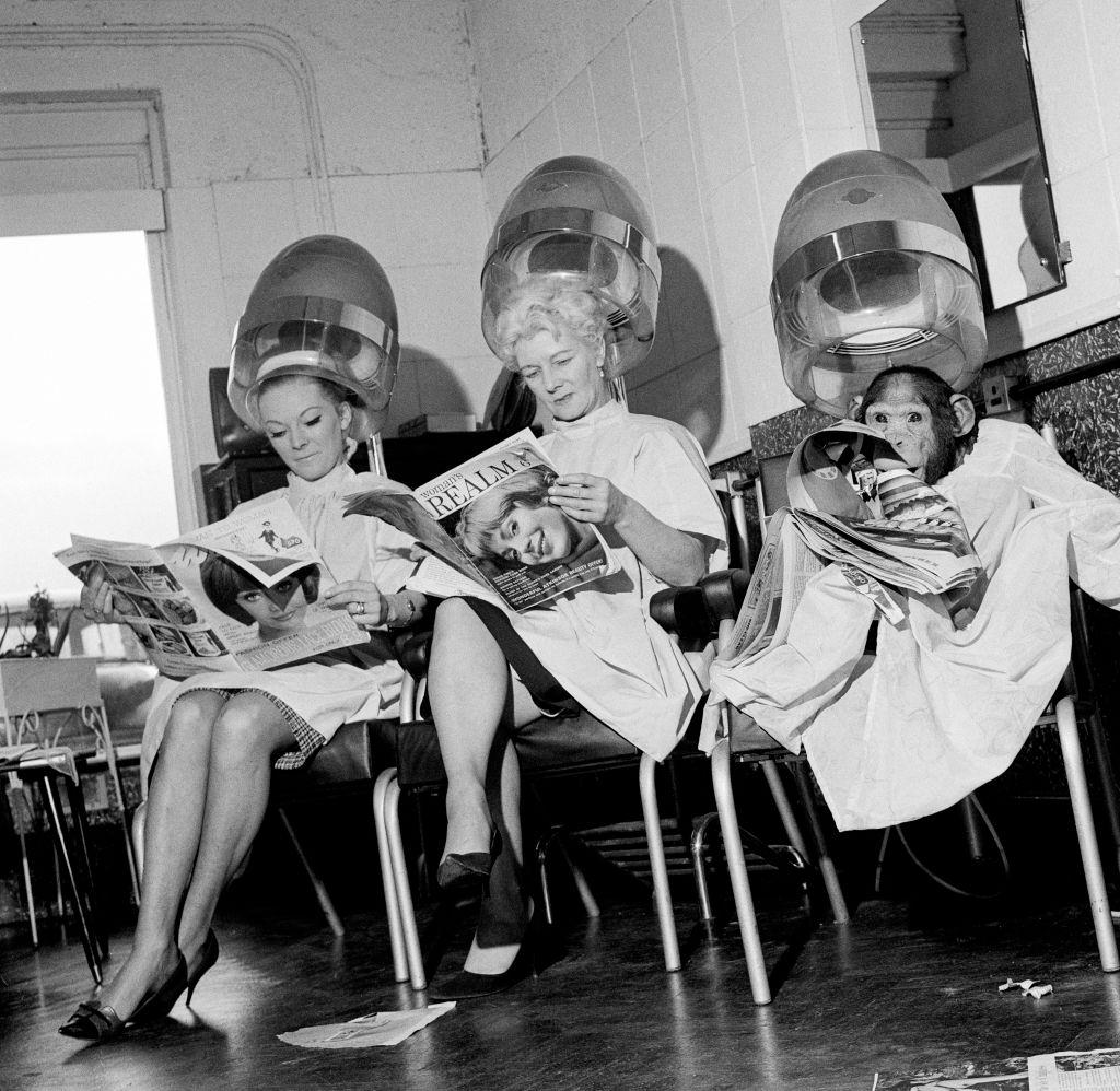 #18 Two women and a chimpanzee reading magazines under the dryers at a hairdressing salon, 1964.