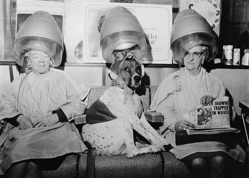 #9 A dog with its fur set in curlers at George Constantinides’ hairdressing salon on Hornsey Road, London, December 1968.