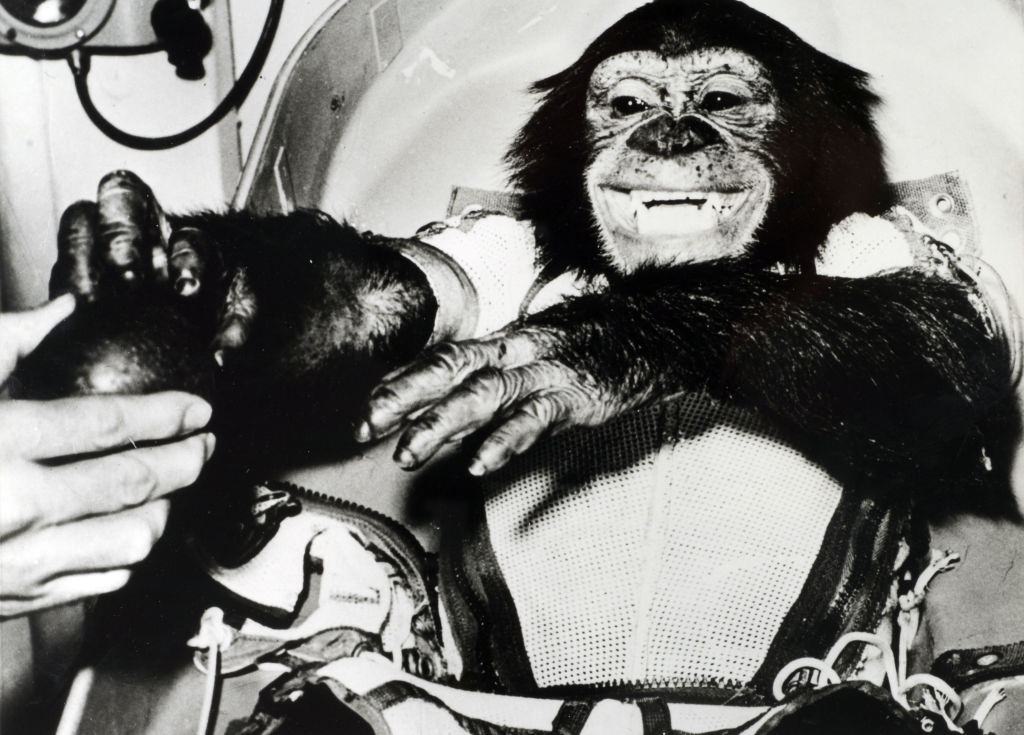 #19 Ham, a Chimpanzee was the first primate to be launched into outer space.
