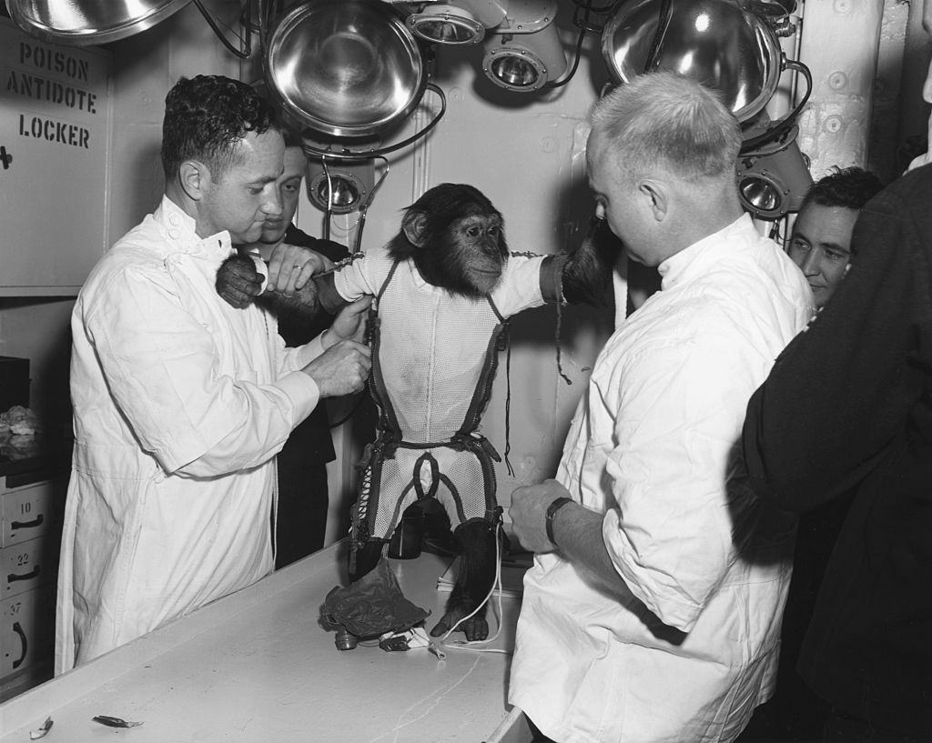 #21 Chimpanzee Standing on Doctor’S Table