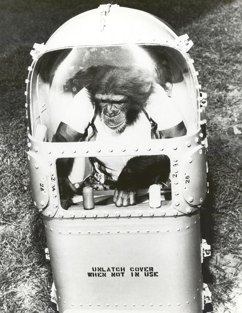 #2 Ham tries his combination couch and life support system in preparation for his flight in Mercury Redstone-2 (Mr-2).