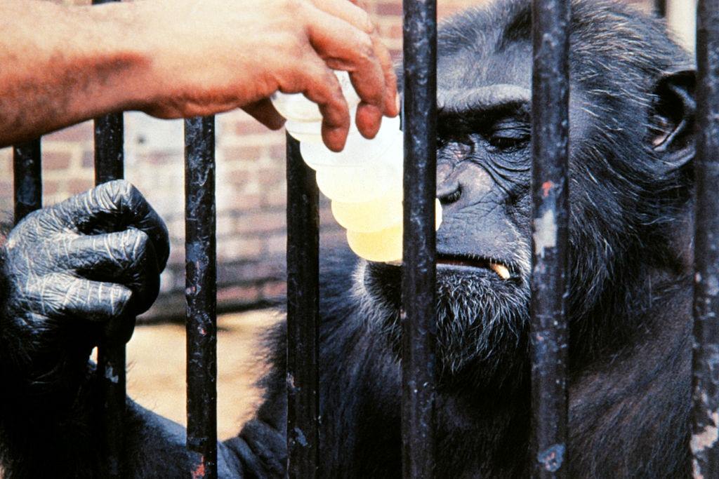 #4 Chimpanzee Ham who flew America’s first suborbital space flight.