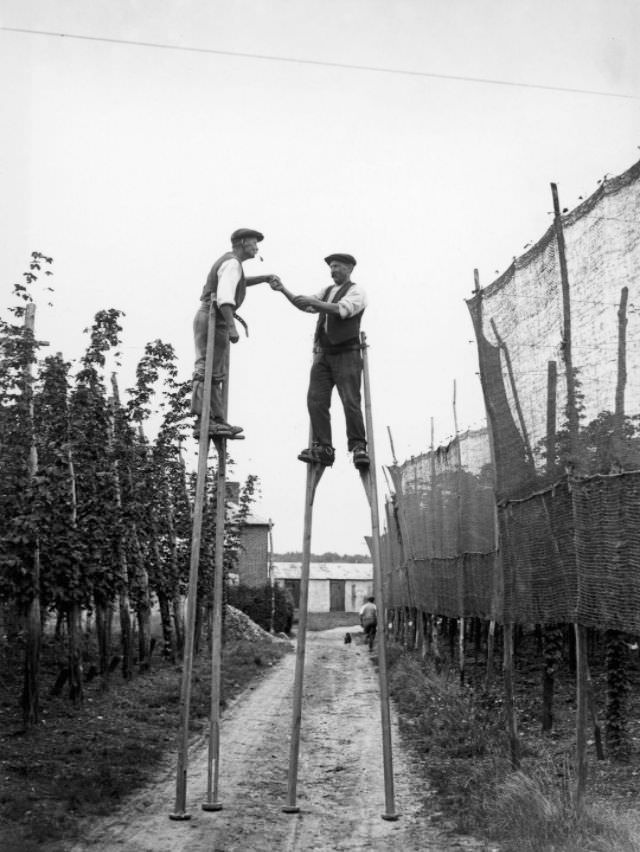 #11 Hop pickers use stilts on a farm at Wateringbury in Kent, 1928.
