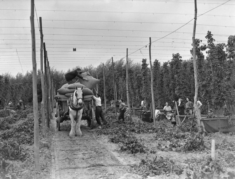 #12 Hoppers at work at Whitbreads Farm at Beltring, Kent, circa 1930.
