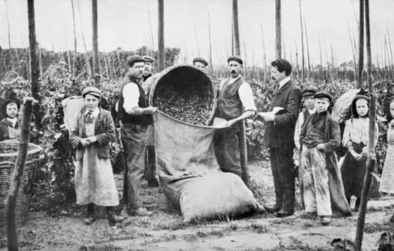 #4 Hoppers tally off after picking, 1906.