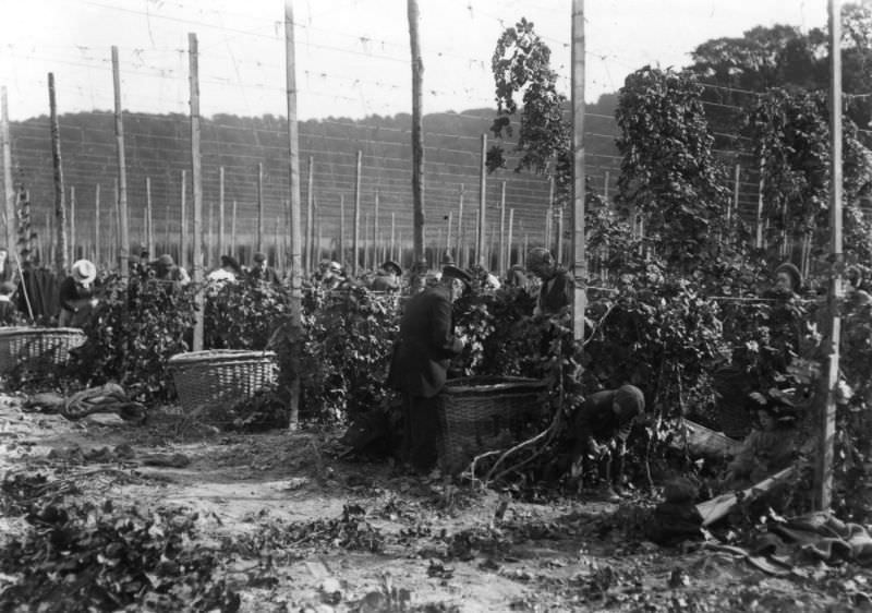 #6 Hopfield, circa 1910.