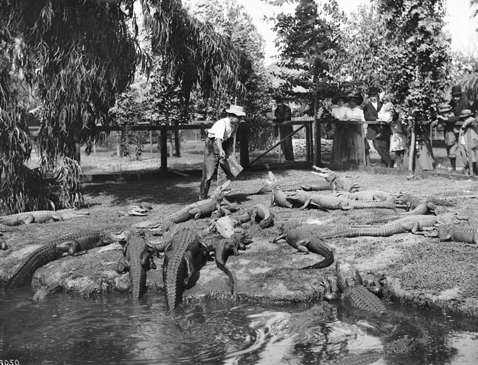 #27 Visitors look on as a trainer tends the alligators.