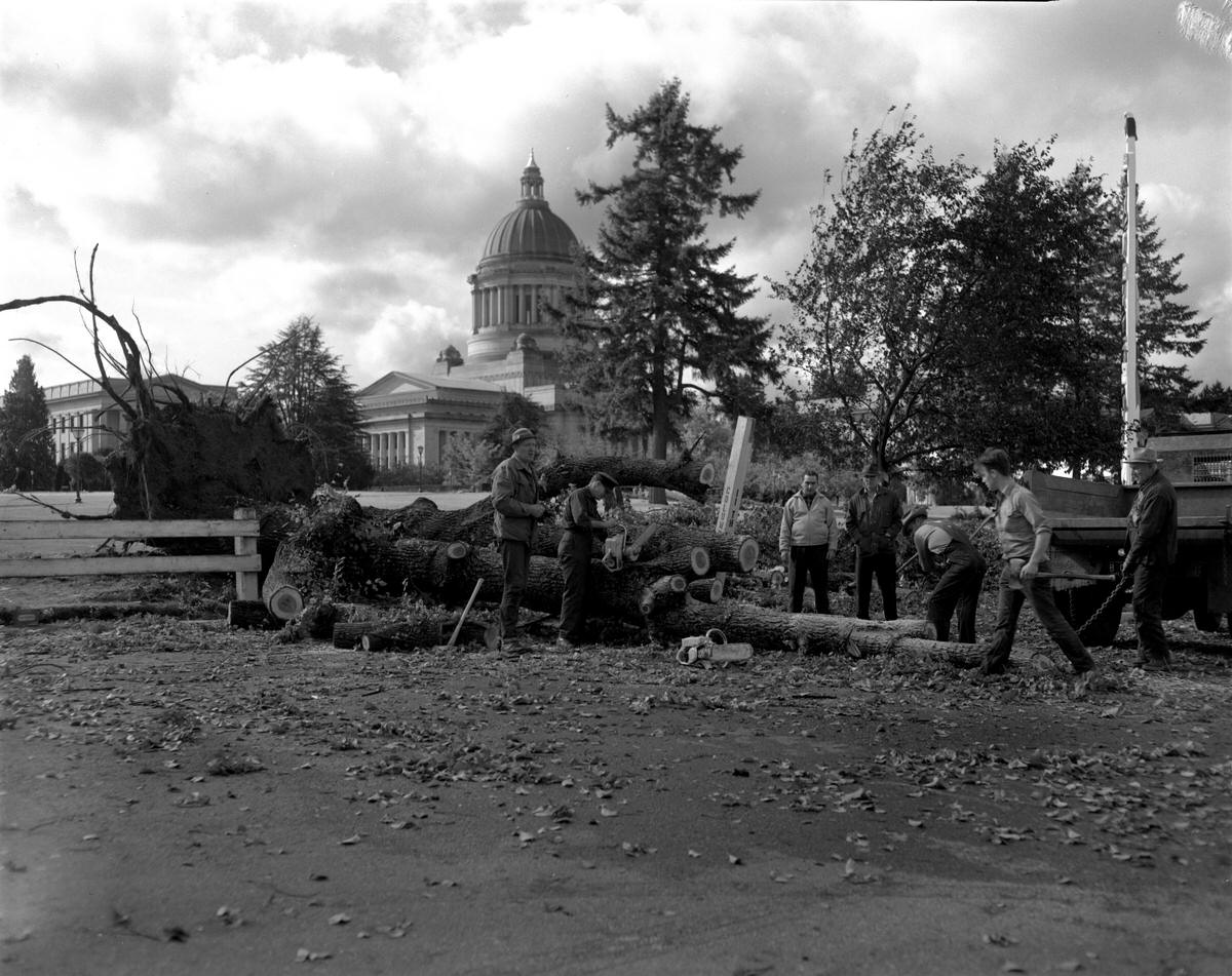 #12 Fallen trees on Capitol grounds, 1962