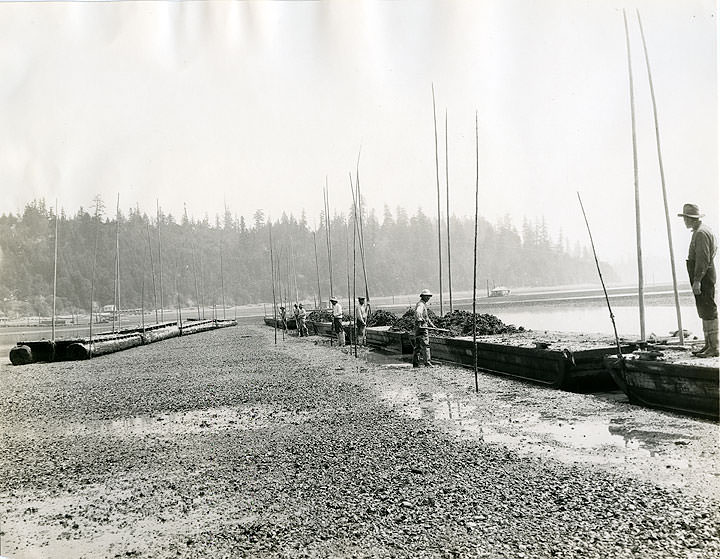 #29 Harvesting Oysters, Olympia, 1925