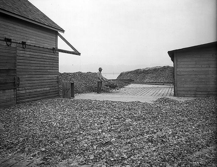 #78 Drying oyster shells before grinding for chicken feed, 1910