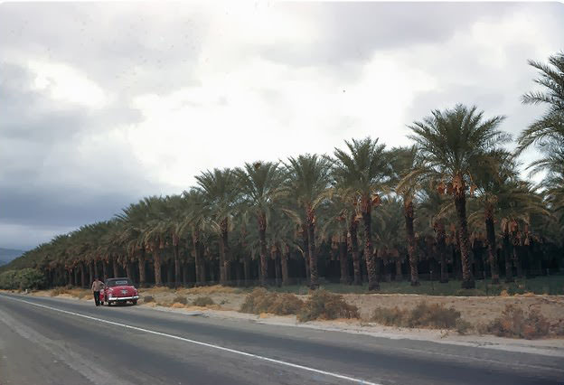 #139 Date Grove between Los Angeles & Las Vegas, 1950s