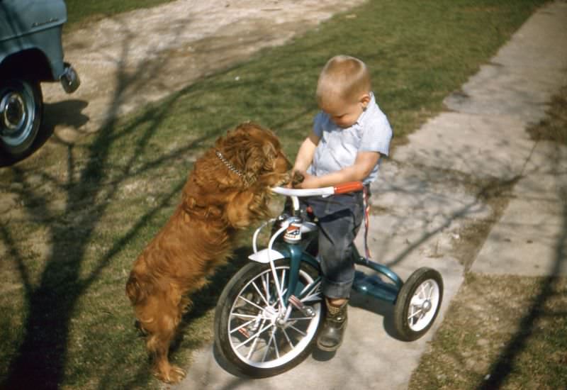 #37 Boy on tricycle with hamster and spaniel, 1950s