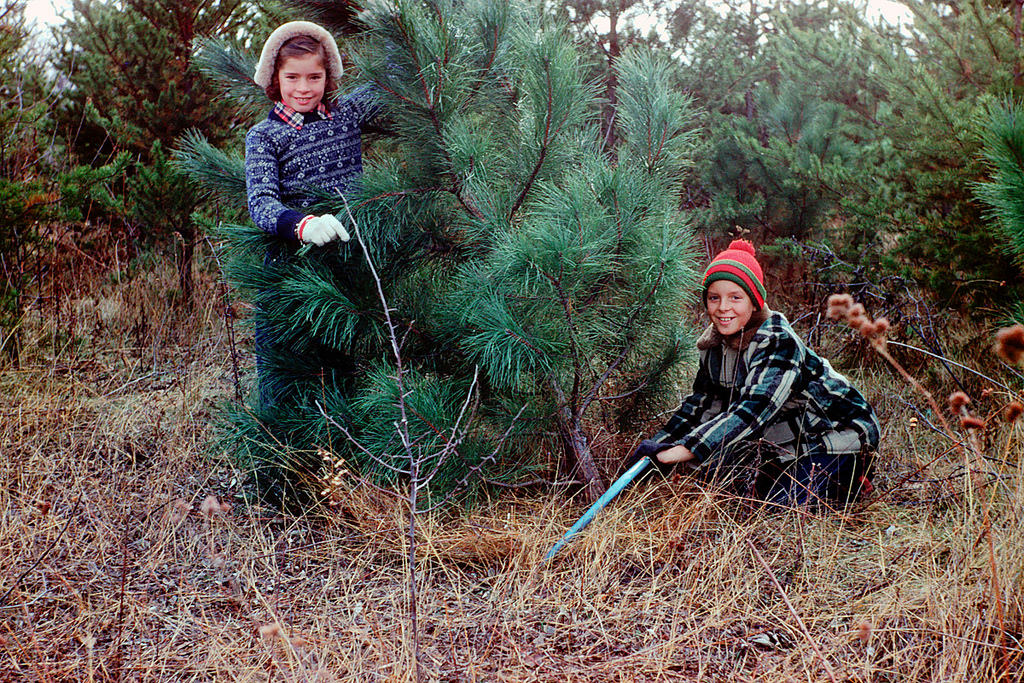 #51 Cutting down Christmas tree, 1954