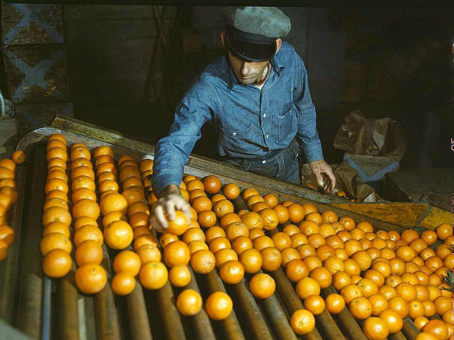 #97 Co-op orange packing plant, Redlands, Calif. Workman is doing the preliminary sorting, picking out the discards, 1950s