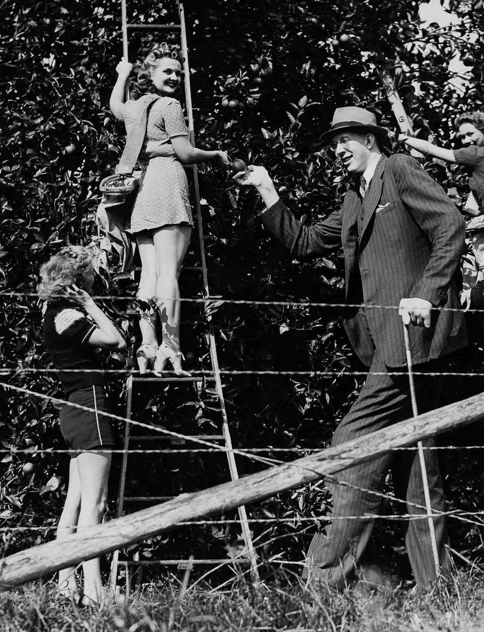 #23 Wadlow visits an orange grove in Miami, Florida, 1940.