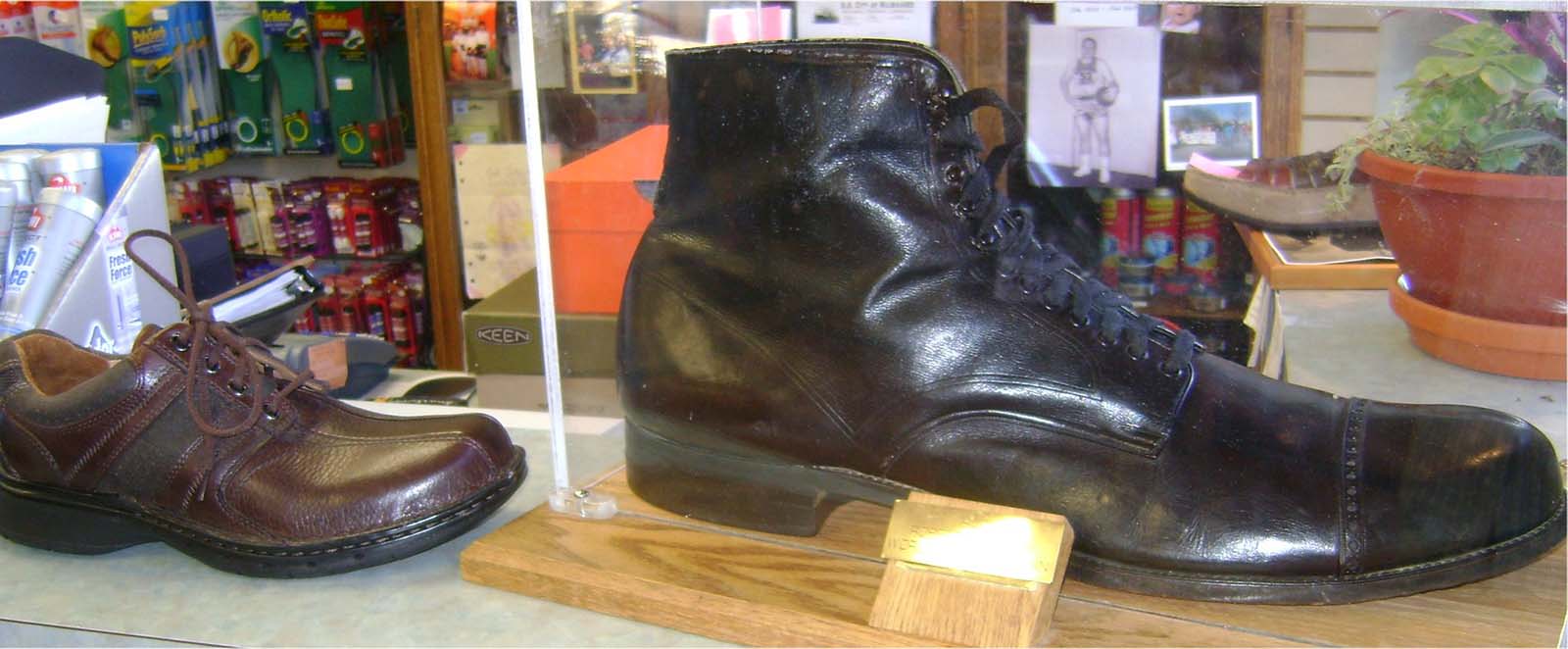 #37 Wadlow’s shoe (US size 37 AA; UK size 36 or approximately European size 75) compared to a US size 12.