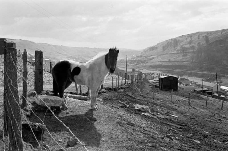 #43 Philipstown, New Tredegar