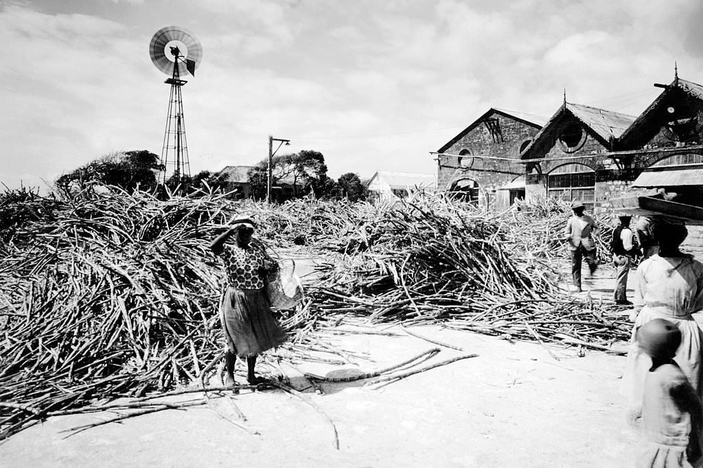 #85 A sugar mill with piles of sugar cane brought in from the fields to be crushed near Bridgetown, Barbados, 1910.