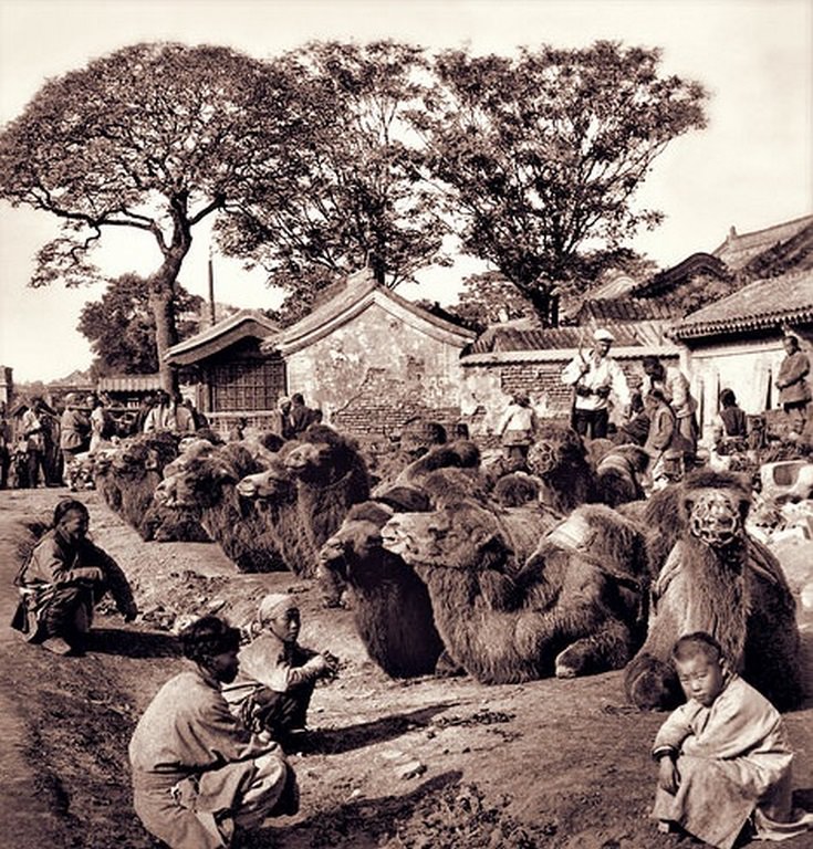 #84 China’s Common Carrier, Her Substitute For Railways, A Camel Square In Peking, China, 1901