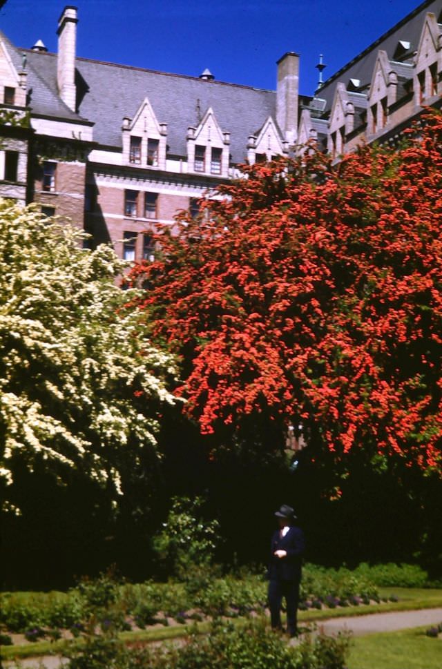 #35 Victoria. Red and white May trees, Empress Hotel Gardens, 1947