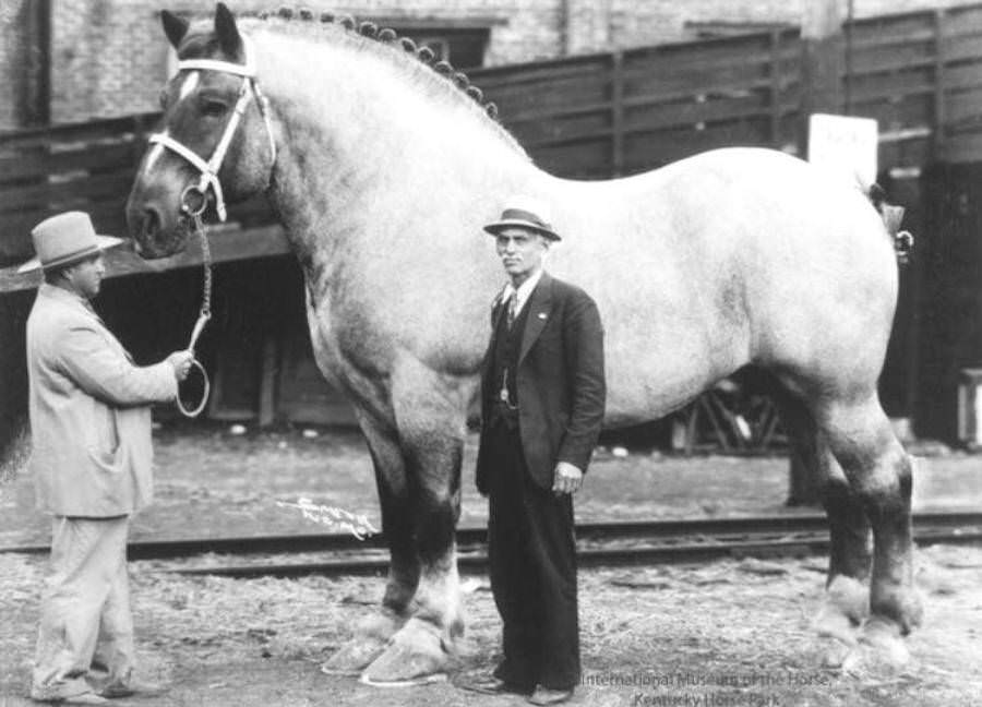 One of the largest horses in history, Brooklyn Supreme stood 6’6″ and weighed in at 3,200 pounds during the 1930s.