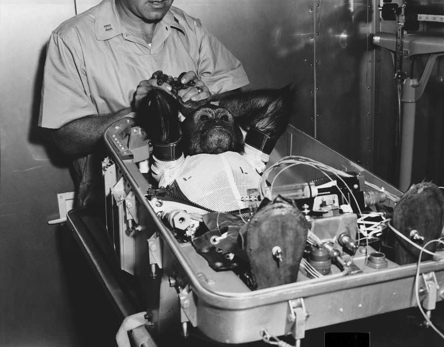 Enos the chimpanzee lies in his fight couch before being inserted into NASA’s Mercury-Atlas 5 space capsule, in which he would become the first primate to orbit the Earth on November 29, 1961.