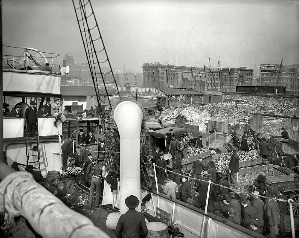 #31 Men unloading banana steamer, Baltimore, Maryland, circa 1905