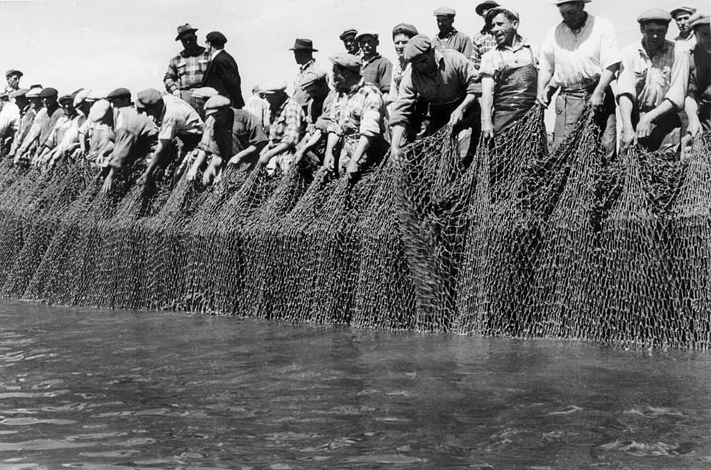 #29 A line of men prepare to haul in the tunny net, and when the fish are brought to the surface they are hooked and and gaffed.