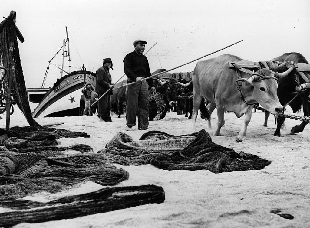 #21 Fishermen driving their oxen forward to pull their fishing boats out of the water, in the town of Nazare 85 miles north of Lisbon.