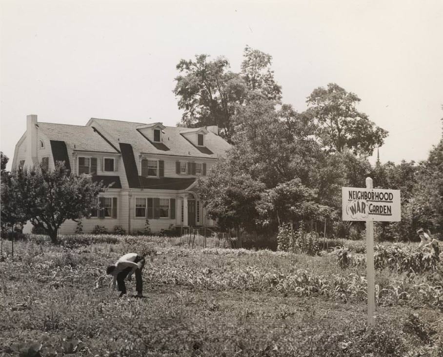 #115 Polhemus house and Neighborhood War Garden, 1940s
