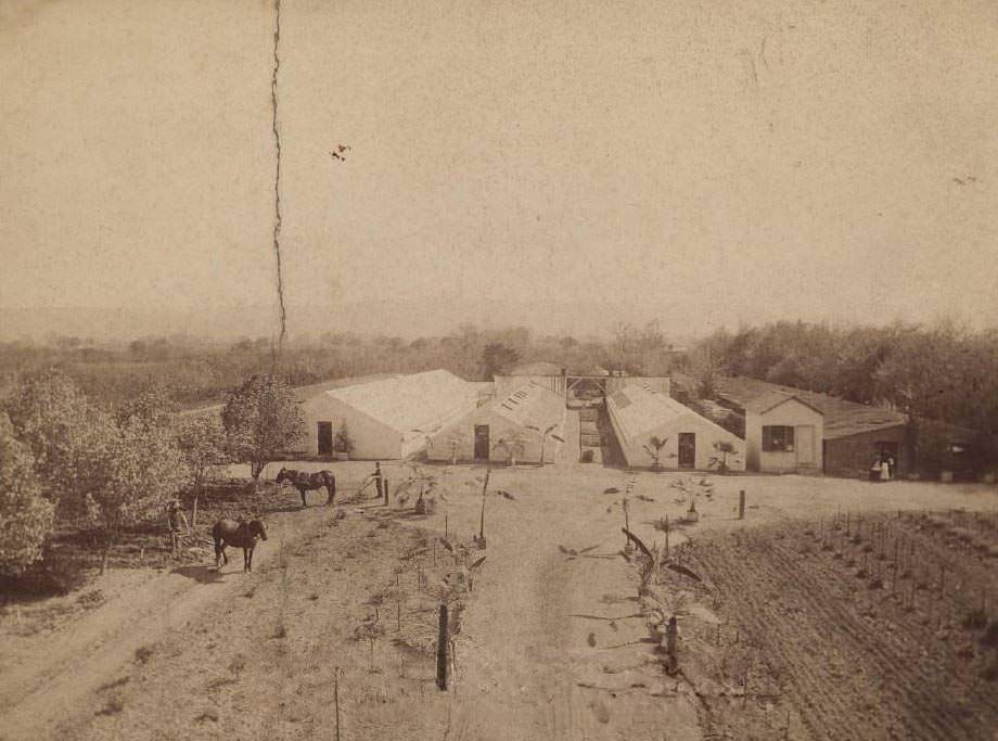 #1 California Nursery at Niles, 1888