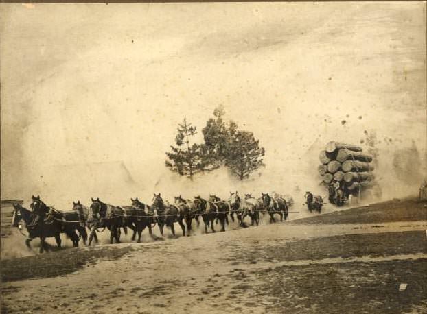 #112 Horse train hauling logs near Mt. Shasta, 1898