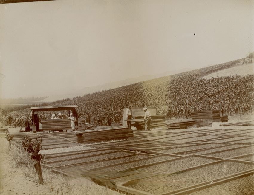 #126 Apricots in drying trays in Evergreen fields, 1910